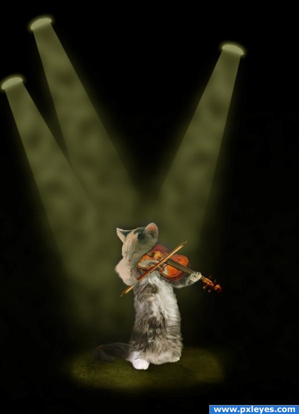 Violin cat